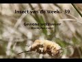 Insect van de Week 39: Gewone wolzwever