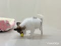 パピヨンちゃん🐶