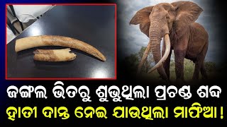 ଜଙ୍ଗଲ ଭିତରେ ଶୁଭିଲା ପ୍ରଚଣ୍ଡ ଶବ୍ଦ ଭୟରେ ଥରିଲେ ଲୋକେ  || Odisha Halchal