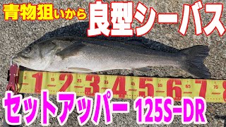 青物狙いのショアジギングから良型シーバス 淡路島釣り