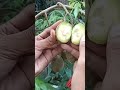 Peeling ambarella fruit #shorts #fruits