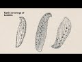 the schoolteacher who discovered 700 ciliates