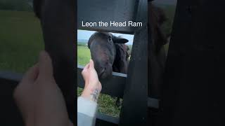 Rescue Lamb Meets Her Flock Of Sheep #shorts #shortsvideo #rescue #farming