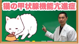 猫の甲状腺機能亢進症【獣医師解説】