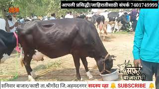 Cow Market News/कोटी रुपयांचा व्यवहार या बाजारात होतो/ SafarBazarachi