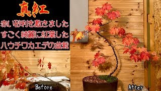 真っ赤な紅葉に赤い砂利を敷いて見ました^ - ^ハウチワカエデの盆栽作り！How to create a Japanese maple BONSA 紅葉 もみじ モミジ