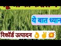 गेहूं जौ की फसल में ये काम जरूर करे🌱🌱मिलेगा अच्छा उत्पादन ✌️🙏💥