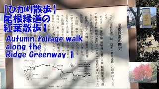 【ひかり散歩】尾根緑道の紅葉散歩1  Autumn foliage walk along the Ridge Greenway 1