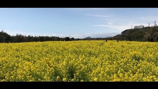 ロードバイクで行く輪行サイクリング「豊橋鉄道のサイクルトレインで渥美半島～伊良湖岬」