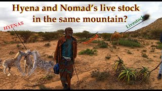 HYENAS AND NOMAD'S LIVE STOCK IN THE SAME MOUNTAIN (NAASO HABLOOD, HARGEISA, SOMALILAND)