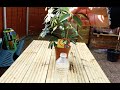 A Very Simple Method to Propagate Your Umbrella Tree Schefflera Plant