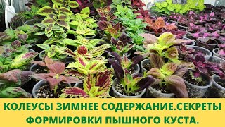 Колеусы. Секрет обрезки чтобы листья после прищипки точки роста не росли мелкими .Обзор в декабре.