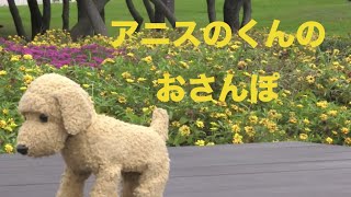 旅するトイプードル　アニスくんのおさんぽ 　公園へ行きました！！