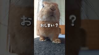 【うさぎカフェ】なでなで♪少し興奮しちゃったうさぎさん　#Shorts #うさぎカフェ #うさぎ #bunny