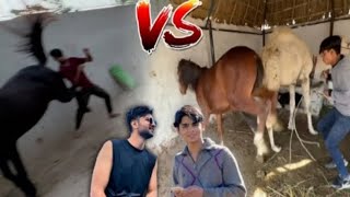 SHEHR MAIN DIHAT HORSE VS SW PET HOUSE HORSE DANGEROUS HORSE