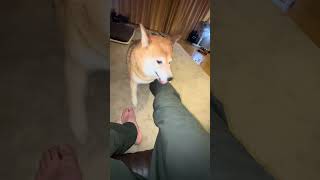 女子柴ですがマウントするんです【姉の静観を添えて】 #犬の散歩 #柴犬 #犬のお散歩 #約束の時まで柴犬と #柴 #愛犬 #ふたり散歩 #癒し #散歩 #散歩 #柴犬との暮らし #柴犬との暮らし