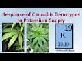 Response of Cannabis Genotypes to Potassium Supply