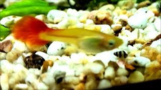 Surprise! Clea helena baby! - how aquarium snail breed? clea helena eggs hatching