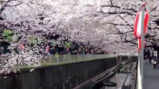 桜 満開！ (さくら SAKURA) 神田川沿い 杉並区高井戸 2014年4月2日③