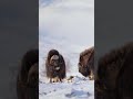 muskox can run in 60 km h 37 mph muskox wildlife wildlifecinematography sonyalpha