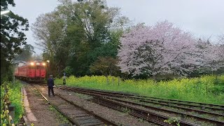 小湊鐵道    桜満開の里見駅で転線する始発列車6A   キハ40 3 + キハ40 1