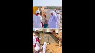 Camel Qurbani 2021 | Maulana Ilyas Qadri | Qurbani Kay Oont | Bakra Eid Special | #shorts