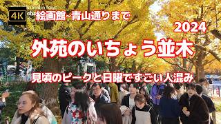 4K【外苑のいちょう並木2024～見頃のピークと日曜ですごい人混み】【逆光の方がより美しい】【絵画館~青山通りまで(都営住宅側)】【晴天の日に黄金色に輝くイチョウと多くの外国人観光客】 港区北青山