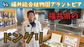 松本園長の解説　ドングリ　10月その1　福井県越前町立福井総合植物園プラントピア