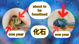 it's been over a year and it's almost fossilized 1年以上経ち、ほぼ化石化しています