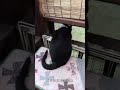 尻尾フリフリがやめられない黒猫　 shorts