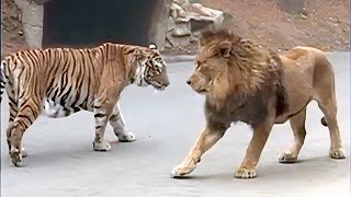 Lion VS Tiger Real Fight - Tough Creatures [Ep. 4]
