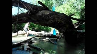 Climbing trees in kayaks :)