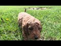 Hunter UPDATE - Mini Goldendoodle - Family Bred Puppies