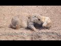 prairie dog animal of the day educational animal videos for kids homeschoolers and teachers