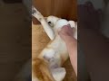 触られるのが嫌いな柴犬むぎ 柴犬 子犬 犬 shibainu shorts