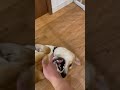 触られるのが嫌いな柴犬むぎ 柴犬 子犬 犬 shibainu shorts