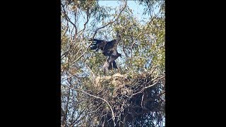 LakeCasitasEagles~Wing Hop Wing Hop Wing Hop~6.8.19