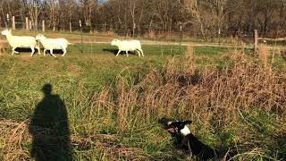 Bodhi working sheep