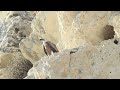 griffon vulture gyps fulvus cyprus