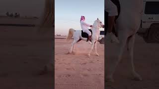 الخيل والخيال شيلة شوشي يا راسي مع مشهد طناخة