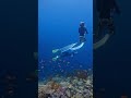 天国かな？【八重干瀬／宮古島】熱帯魚とサンゴに囲まれてスキンダイビング