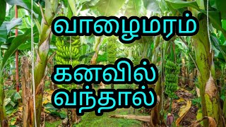 வாழைமரம் கனவில் வந்தால் என்ன பலன் | Banana Tree dream in tamil | valaimaram kanavilvanthal ennapalan