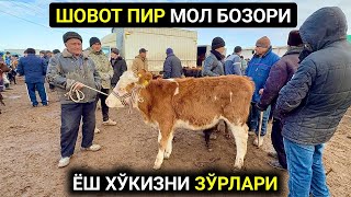 ХОРАЗМ ШОВОТ МОЛ БОЗОРИ ЁШ ХЎКИЗЧАЛАР НАРХЛАРИ 22-января 2025 г.