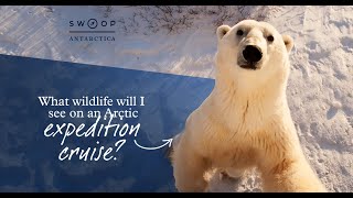 What wildlife will you see on an Arctic expedition cruise?