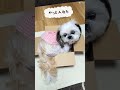 シーズー犬　かのん10歳の日常♥ダンボールに中々入れない。