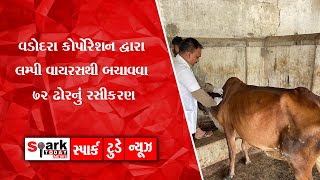 વડોદરા કોર્પોરેશન દ્વારા લમ્પી વાયરસથી બચાવવા 72 ઢોરનું રસીકરણ 2022 | Spark Today News Vadodara