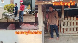 พอลมาแจกปลา อัมราจัดงานอะไร//พ่อเกือหมูให้ทั้งวันเลยอัพเดทหมูน้องอลิส