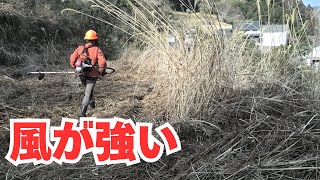 風が強い中ワラビ畑の草刈りを終わらす