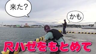 【宮城県ハゼ釣り】ブラーと中通しオモリで対決