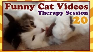 Cats With Catnip | Luna And Zipps | Funny Cat Videos Therapy